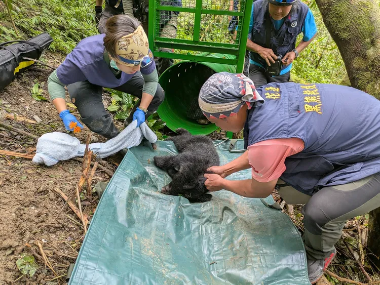 經檢視落單小熊只有11.5公斤偏瘦。林保署花蓮分署提供