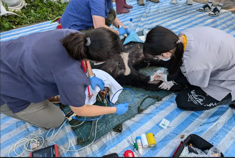 受困陷阱的母熊獲救。林保署花蓮分署提供
