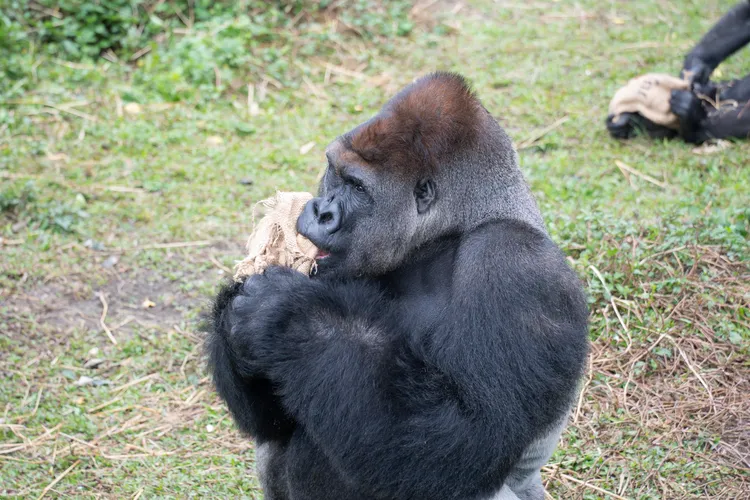 猩猩家庭中的爸爸「迪亞哥D'jeeco」有壯碩身形和顯眼的銀灰色體毛。台北市立動物園提供