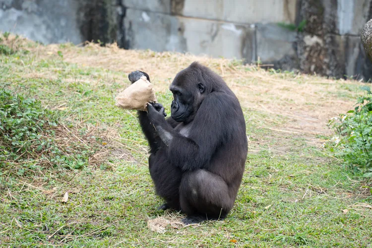 保育員對內容守口如瓶，希望遊客至現場一探究竟。台北市立動物園提供