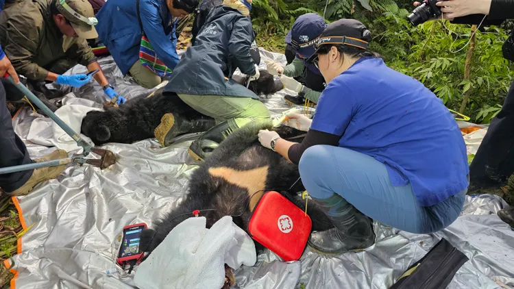 動物救援人員及時解救中陷阱的2隻黑熊。林保署台東分署提供