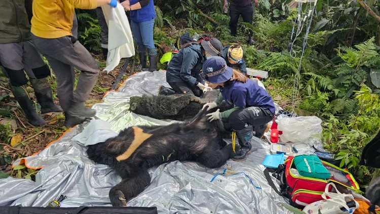 1公1母黑熊相距10公尺中陷阱及時被發現獲救。林保署台東分署提供