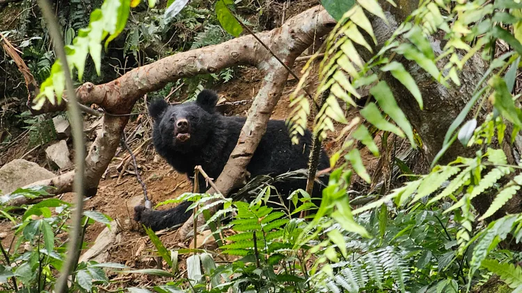 黑熊中陷阱及時被部落巡守隊發現。林保署台東分署提供