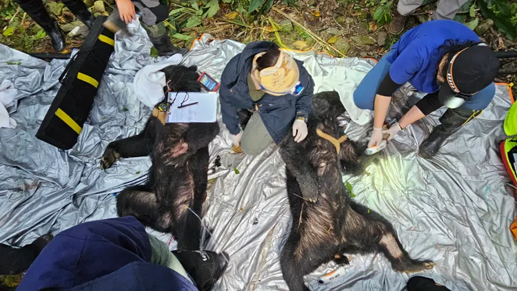 動物救援人員及時解救中陷阱的2隻黑熊。林保署台東分署提供