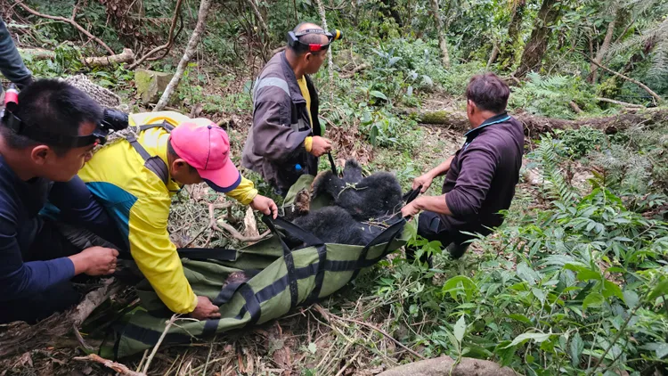 動物救援人員及時解救中陷阱的2隻黑熊。林保署台東分署提供