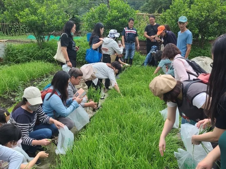 今年推出蔥啟回憶小旅行，帶領遊客親採翠綠珠蔥。農業局提供