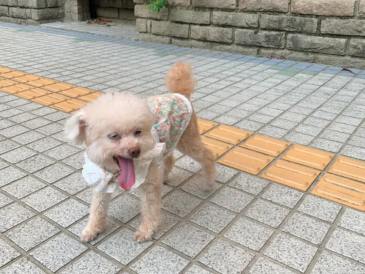 狗狗嘉年華將提供免費施打狂犬病疫苗與寵物登記。記者張綵茜攝