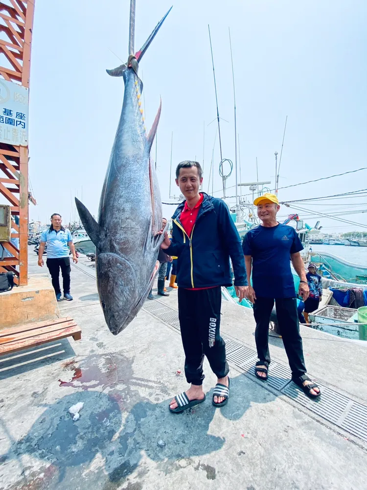 屏東第一鮪本周五4月11日上午10點將正式拍賣。東港區漁會提供