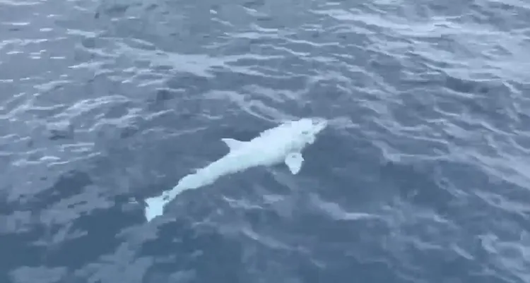 白化飛旋海豚與其他黑海豚恣意在海中暢遊，還不時躍上海面探出頭來。「凱鯨號賞鯨船」授權提供