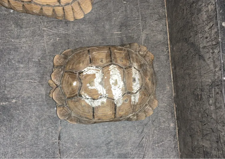 找回的蘇卡達象龜。翻攝畫面