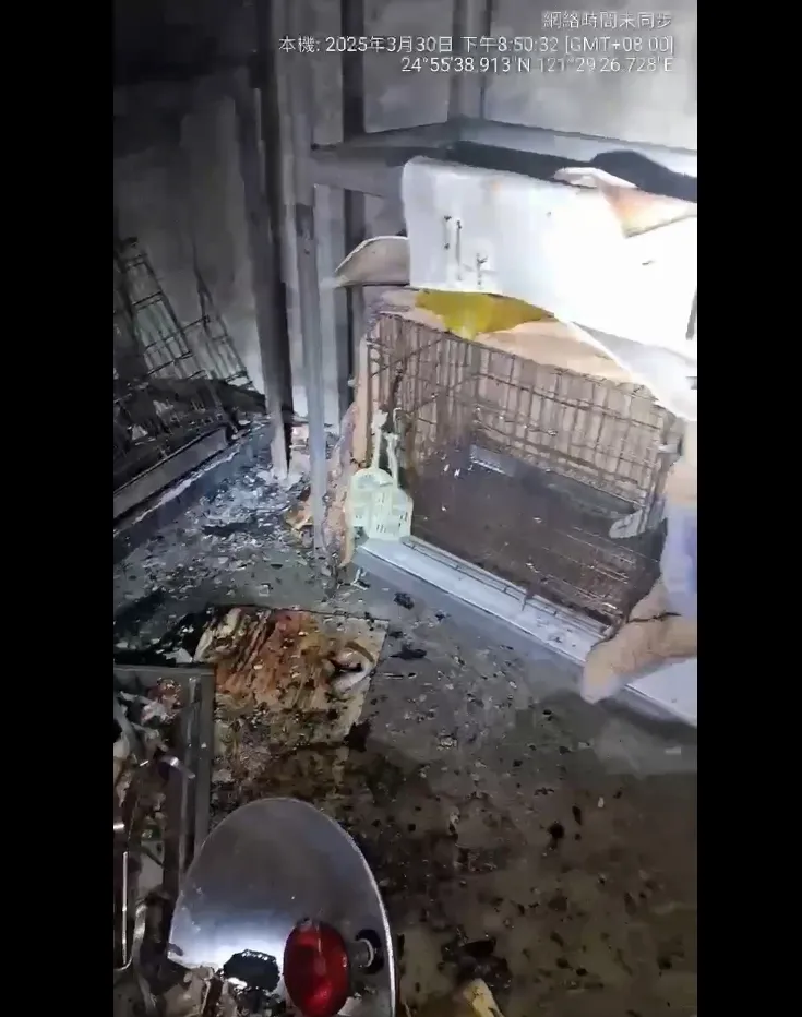 火警中1貓不幸死亡。民眾提供