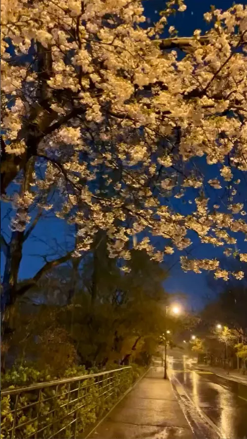 韓國罕見出現4月雪伴隨櫻花齊開的景象。畫面由洪同學授權提供