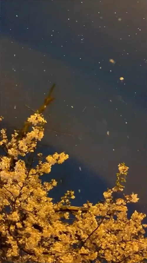 韓國罕見出現4月雪伴隨櫻花齊開的景象。畫面由洪同學授權提供