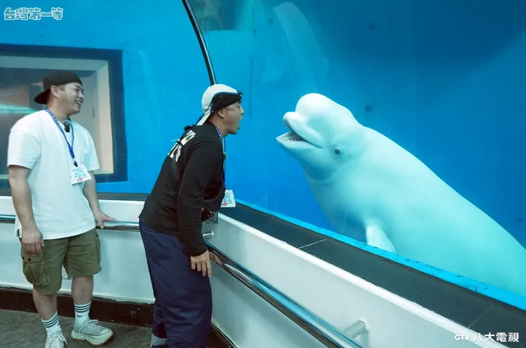 竇智孔(右二)魅力無限，成功吸引白鯨注意跟隨。八大提供