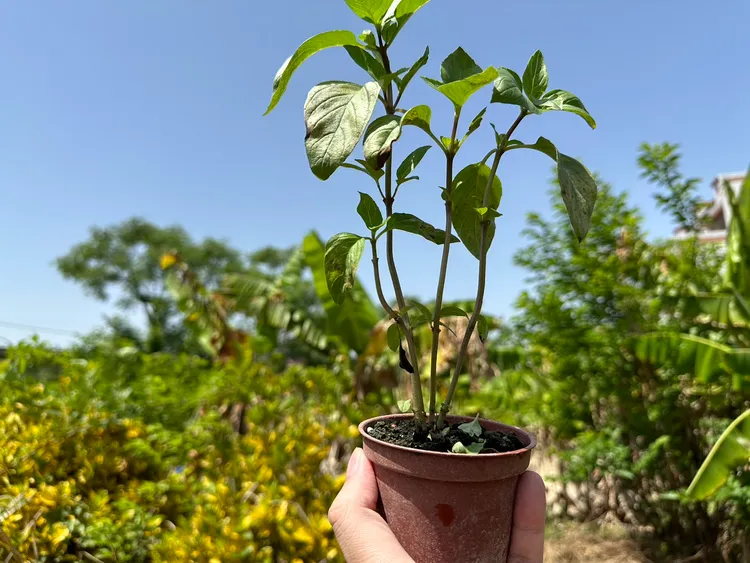 台灣中油贈樹苗活動每年都受到民眾熱烈響應，今年再度響應世界地球日，於全台100處中油直營加油站舉辦「中油綠行動 愛你愛我（2025）愛地球」贈樹苗活動。中油提供