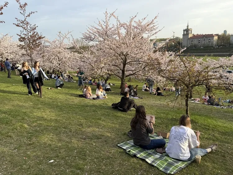 立陶宛櫻花花期僅約兩週，當地民眾與遊客紛紛把握機會前來捕捉美照與休憩，也有許多民眾特意帶壽司來野餐。 中央社