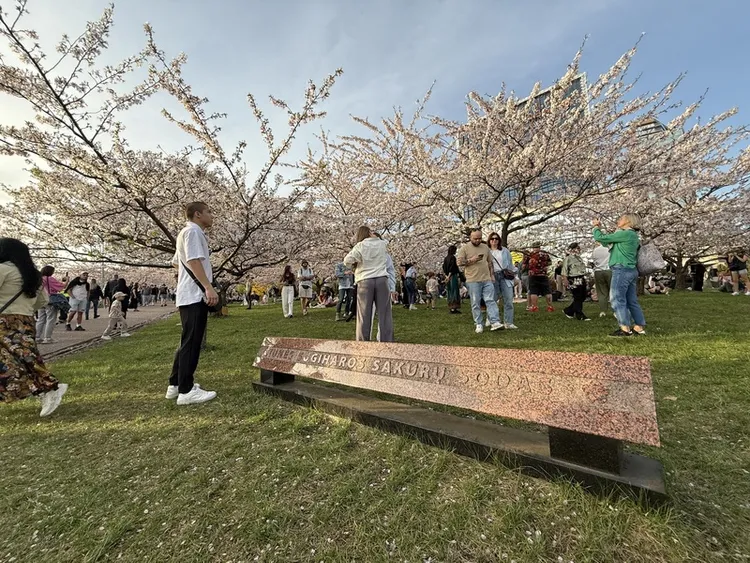 位於立陶宛首都維爾紐斯的杉原千畝櫻花公園有數十棵日本政府贈與的櫻花樹，每年約4月下旬盛開，吸引許多民眾前來賞櫻。 中央社