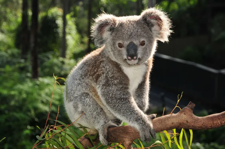 雄獅獨家澳式農莊行程，邊喝下午茶邊看可愛的無尾熊。業者提供