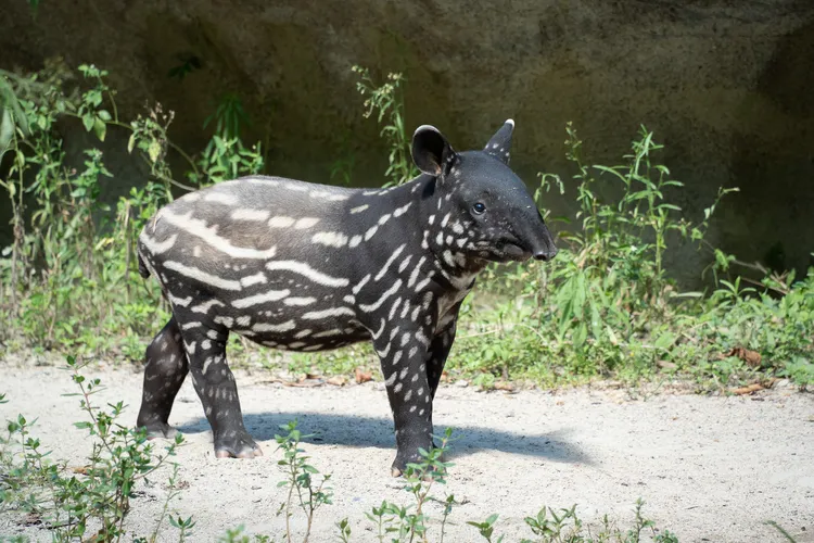 「莉姆路」小時候的模樣，身上的斑紋就像斑駁的樹影，也是大自然賜予的保護色。台北市立動物園提供