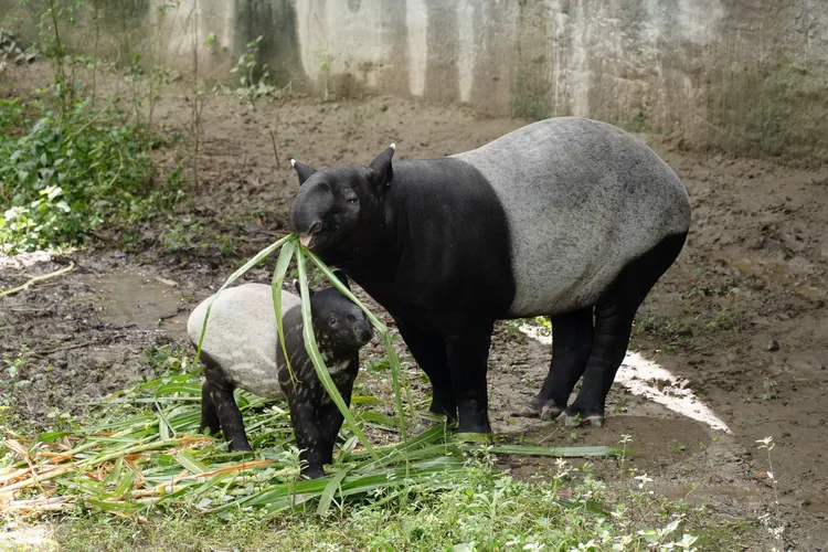 「貘莉」與「莉姆路」正在享用青草大餐，貘寶寶一邊吃、一邊模仿媽媽，展現自然學習的過程，也讓人看見牠活潑的探索精神。台北市立動物園提供