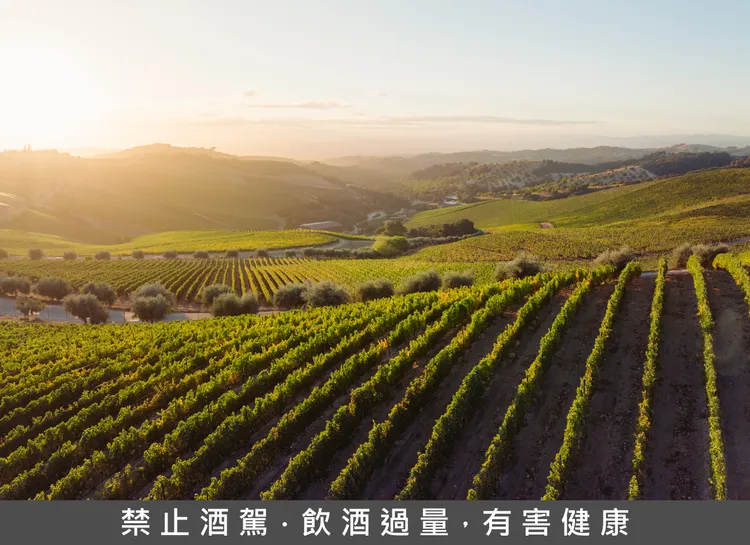 DAOU 達歐莊園以其高品質、強調產區風土特色（terroir-driven）的葡萄酒著稱，致力釀造風味濃郁且優雅平衡的佳釀，充分展現加州帕索羅布斯多樣且豐饒的風土特色。業者提供