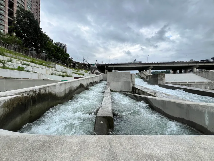 碧潭堰魚道的建置至今已記錄多達63種魚類及10種蝦蟹類。水利局提供