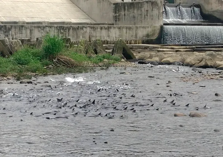 新店溪碧潭堰下的水域，擠滿了數以百計的鯉魚、草魚、大頭鰱等等亟待產卵。水利局提供