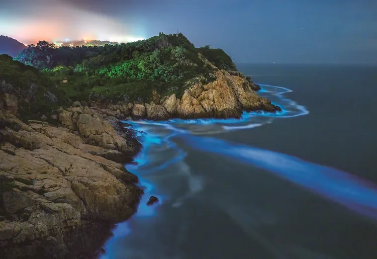 6月正是觀賞馬祖藍眼淚的好時機。馬管處提供
