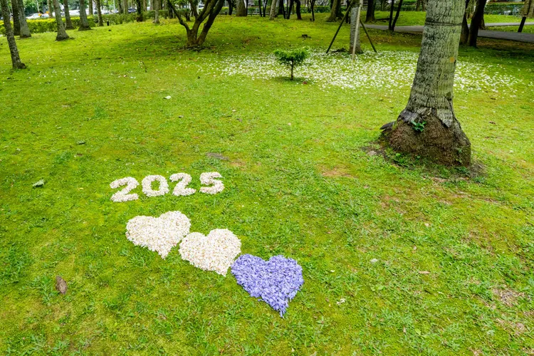 2025桃園桐花祭今天啟動。桃園市府提供