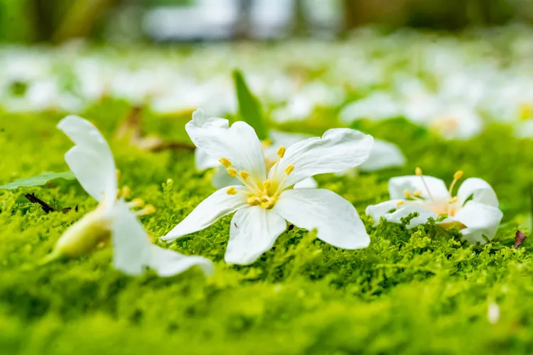 桐花。桃園市府提供