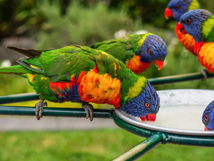 庫倫濱野生動物園位於昆士蘭黃金海岸。昆士蘭旅遊局提供