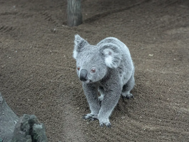 在庫倫濱野生動物園內可近距離接觸可愛的無尾熊。昆士蘭旅遊局提供