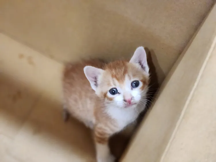 小貓呆萌模樣讓人融化。臉書粉專《跟著關關看世界》授權提供