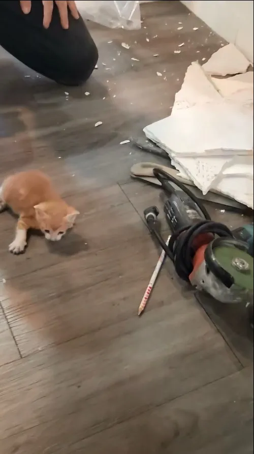 關關家牆壁竟躲著一隻小貓咪。《跟著關關看世界》授權提供