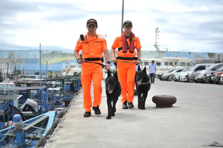 偵搜犬鐵諾服勤4年多盡忠職守。海巡署東部分署提供