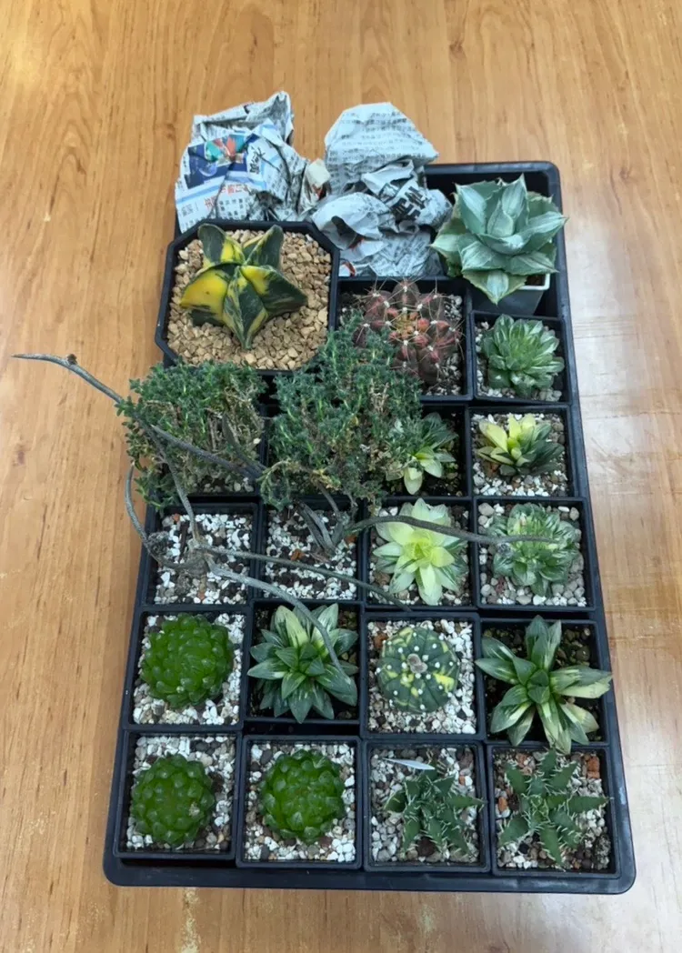 一整盤有20盆多肉植物，價值7000元準備在建國花市販售。翻攝畫面