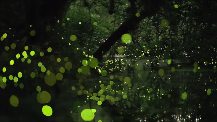 吳欣盈投入螢火蟲復育行動，細心守護這片難得的城市之光。吳欣盈臉書