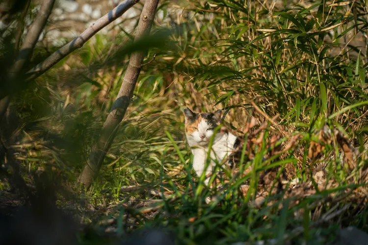 也有對人保持距離的高冷貓。田欣雲攝影