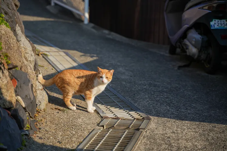突然冒出一隻橘白貓，彷彿在為我們引路。田欣雲攝影
