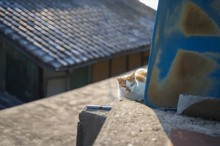 貓咪並不怕人，對陌生遊客來訪已相當習慣。田欣雲攝影