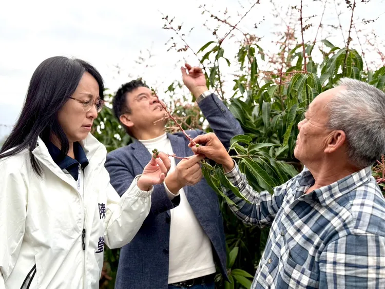 陳瑩表示，農業部今天公布的現金救助，對於農民的損失，雖然是杯水車薪，但可以減輕農民經濟壓力。陳瑩辦公室提供