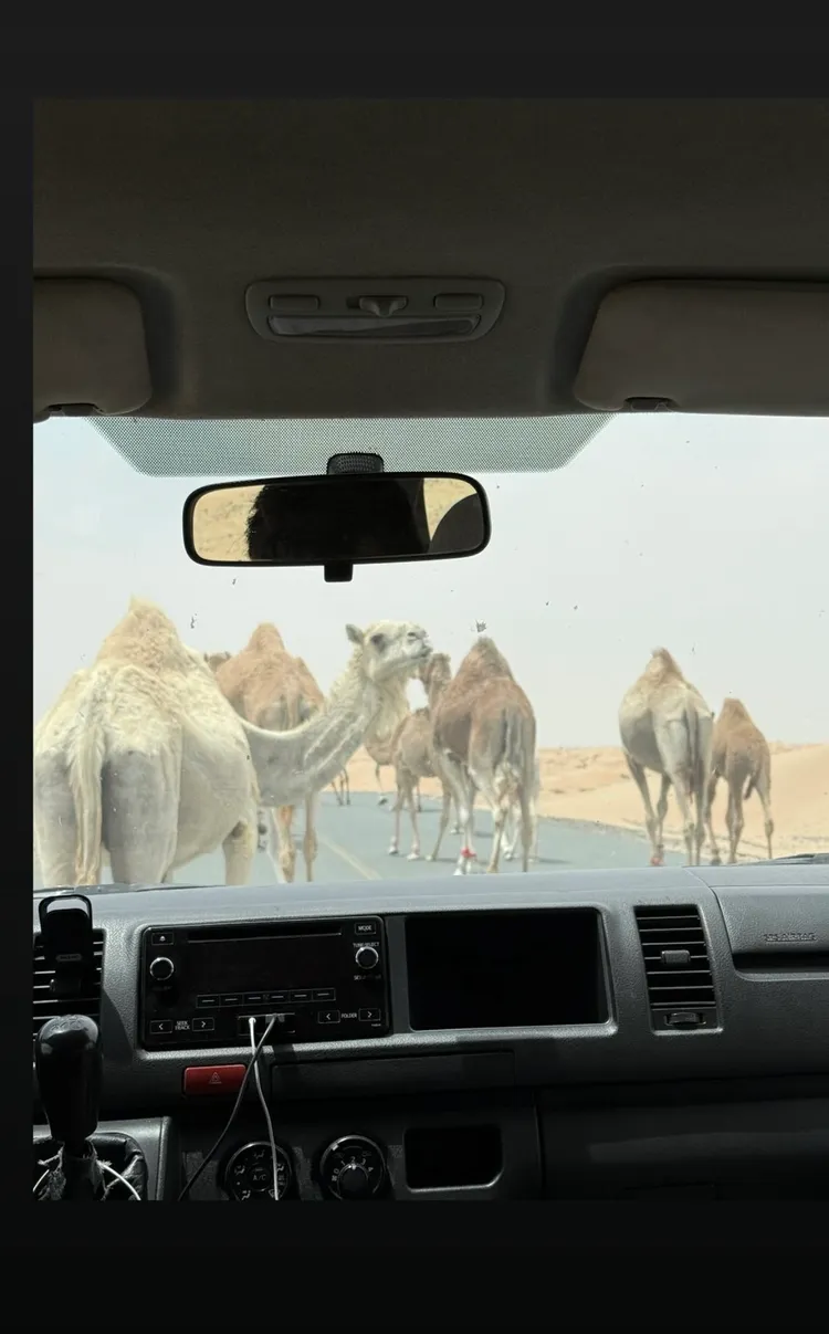 單峰駱駝阻擋蔡依林去路。翻攝蔡依林IG