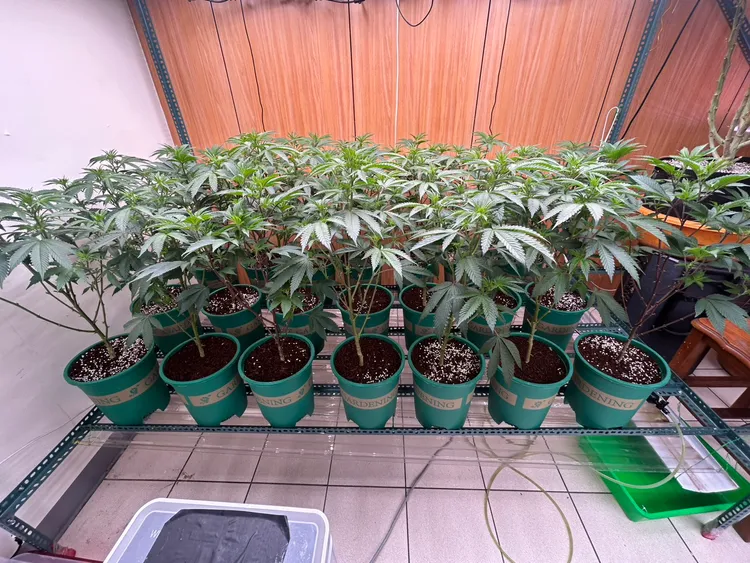 警方查獲公寓內大麻栽植場。警方提供