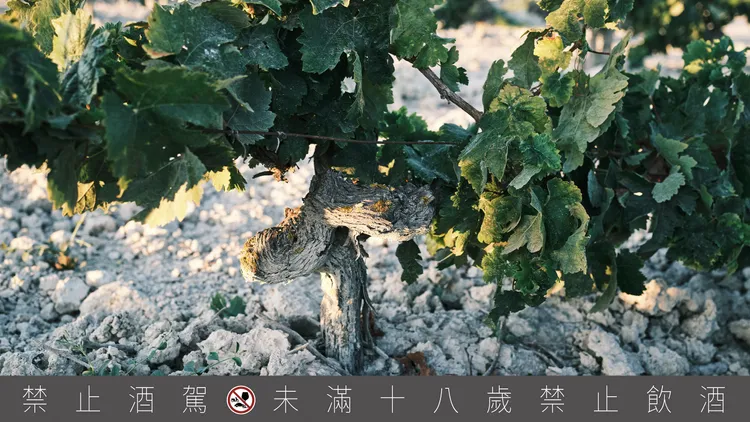 瓦德比諾的葡萄園坐落於雪莉酒法定產區中傳奇特優區域Pago Macharnudo 的核心地帶，土壤富含碳酸鈣的白堊質，帶來細膩的風味層次。業者提供