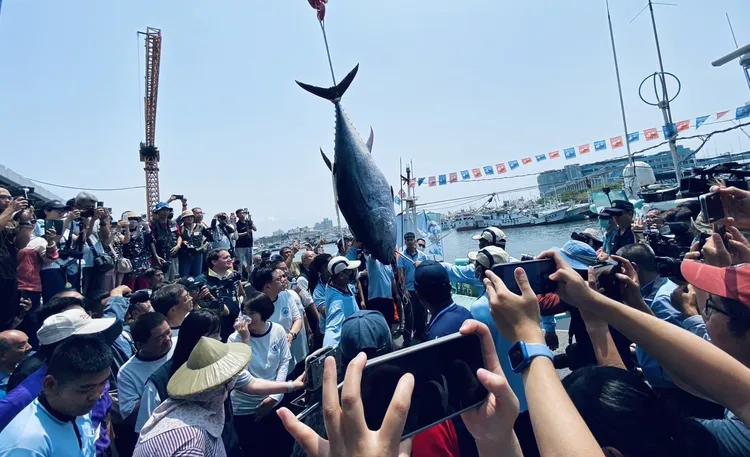 眾人爭賭第一鮪風采。東港區漁會提供