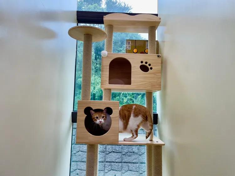 瑞芳動物之家綠意環繞，環境溫馨，貓舍佈置讓貓咪生活環境豐富化。動保處提供