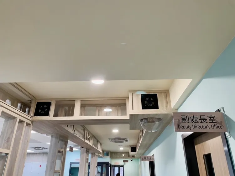 新北市政府動保處辦公室將「貓道」融入天花板，打造成出貓咪遊樂場。動保處提供