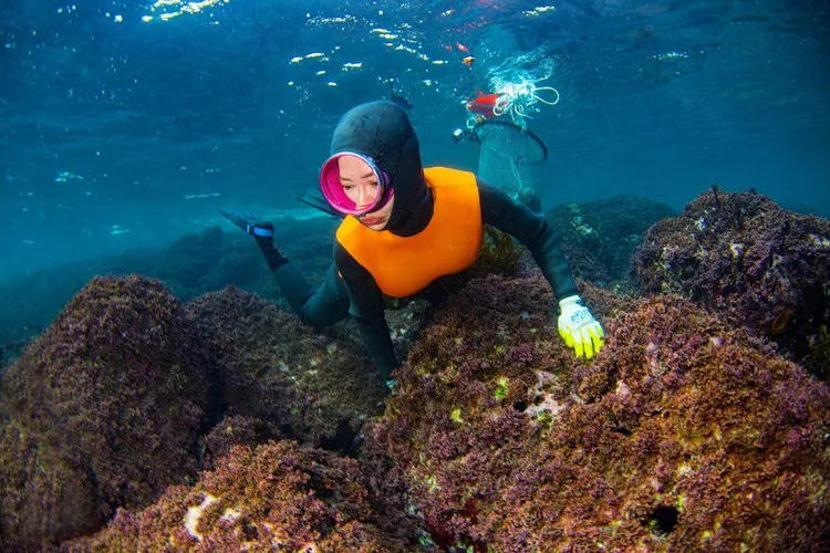 宋智孝短短1個月學會下海採集。BBC Studios提供