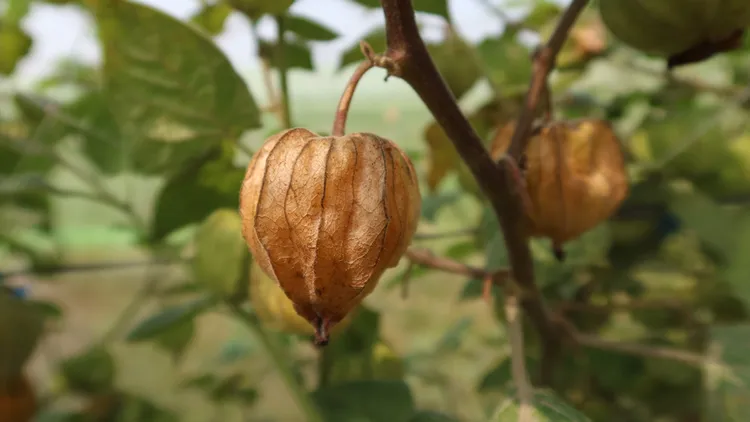 燈籠果。翻攝自農業部台南區農業改良場網站