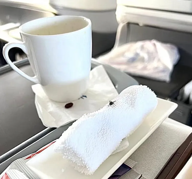 詹惟中商務艙遇到蒼蠅。翻攝自詹惟中臉書